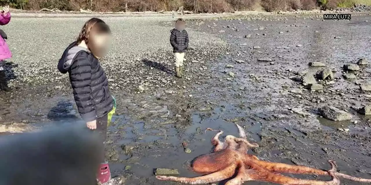 Young girl saves stranded octopus, officials say