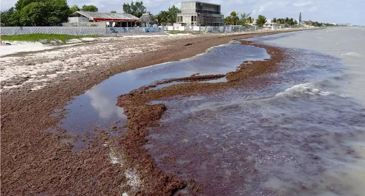 Playas de Yucatán se cubren de sargazo antes de Semana Santa