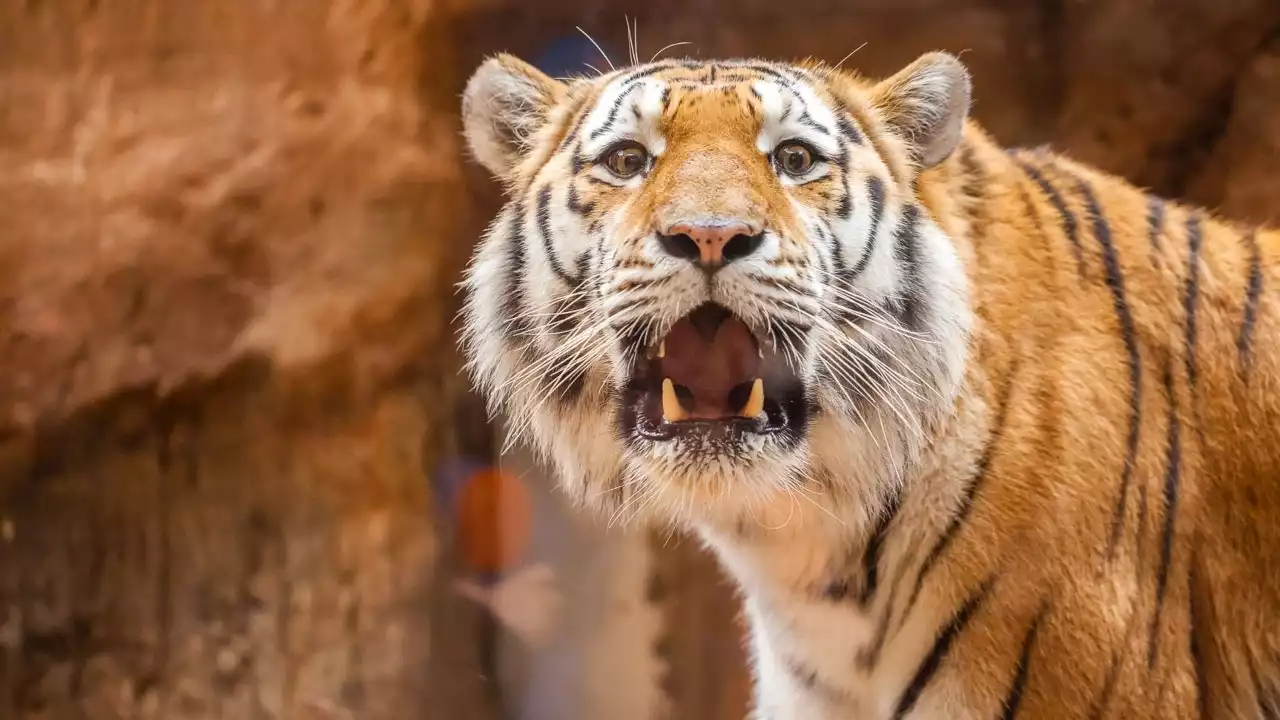 Tiger missing from Georgia animal safari after tornado touches down, authorities say