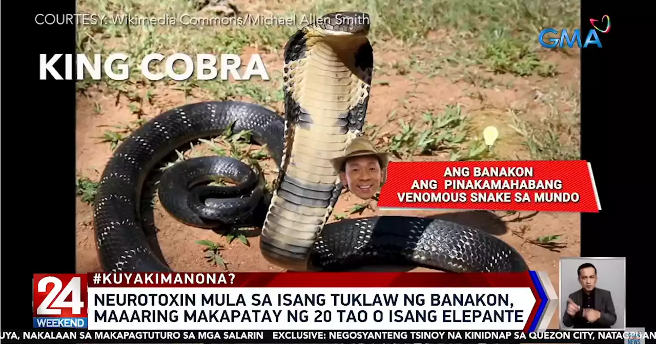 How venomous is a king cobra and what should you do if you see one? Kuya Kim answers