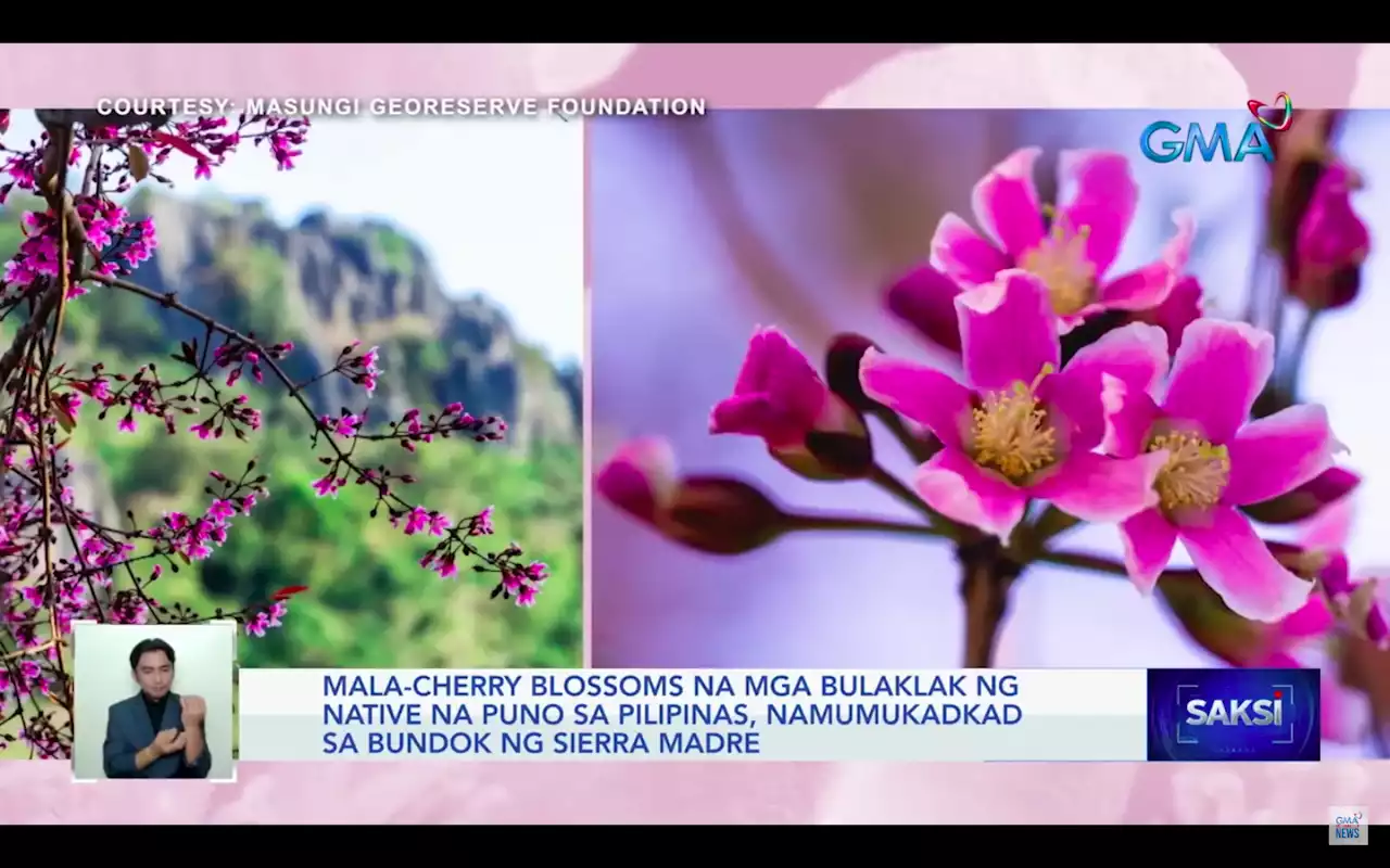 Salingogon tree sa Sierra Madre, namumukadkad na parang cherry blossoms sa Japan