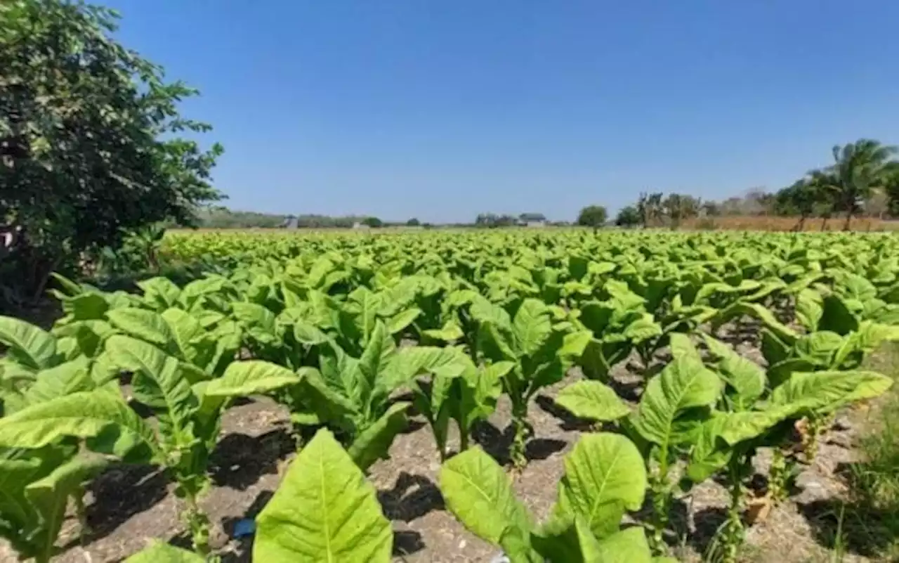 NTA backs inclusion of tobacco in agri smuggling law