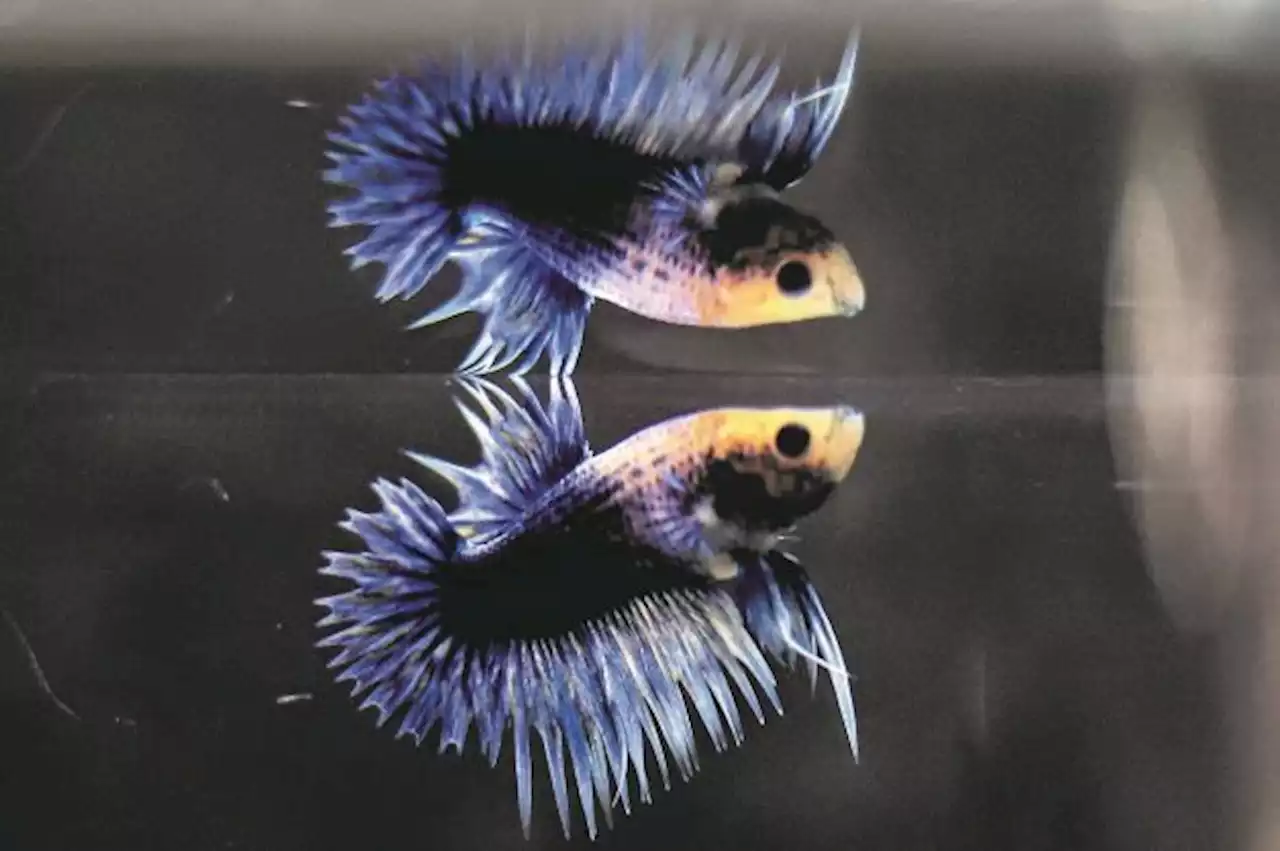 Cupang Crowntail Plakat, Sudah Tenar di Thailand dan Eropa