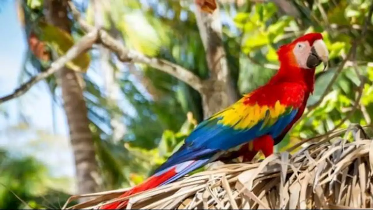 Seekor Burung Beo Pecahkan Kasus Pembunuhan, Jadi Saksi dan Teriakkan Nama Pelaku