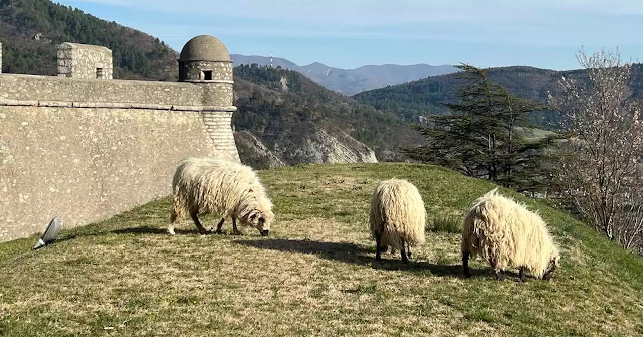 Alpes-de-Haute-Provence : trois moutons prennent pension (repas compris) à la citadelle de Sisteron