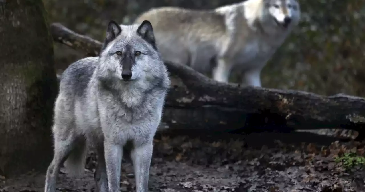 Two gray wolves captured and collared in Northern California