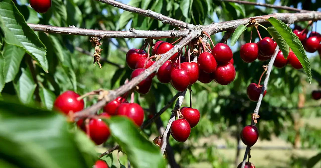 La France interdit les cerises venant de pays qui utilisent du phosmet, un insecticide dangereux