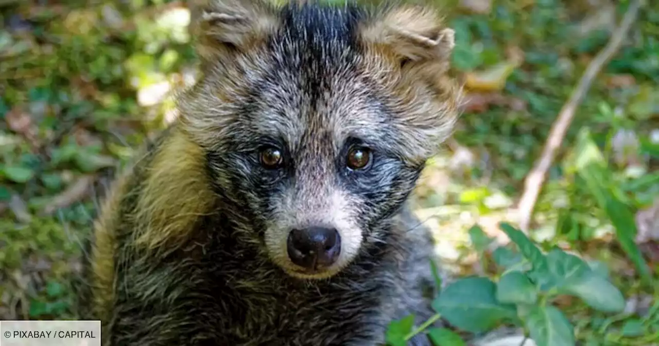 Covid-19 : et si un autre animal était à l'origine de la pandémie ?