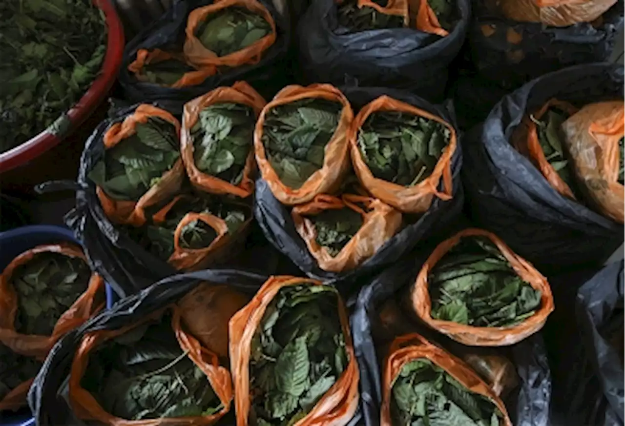 Cops arrest man for carrying 560kg of ketum leaves in Jeli