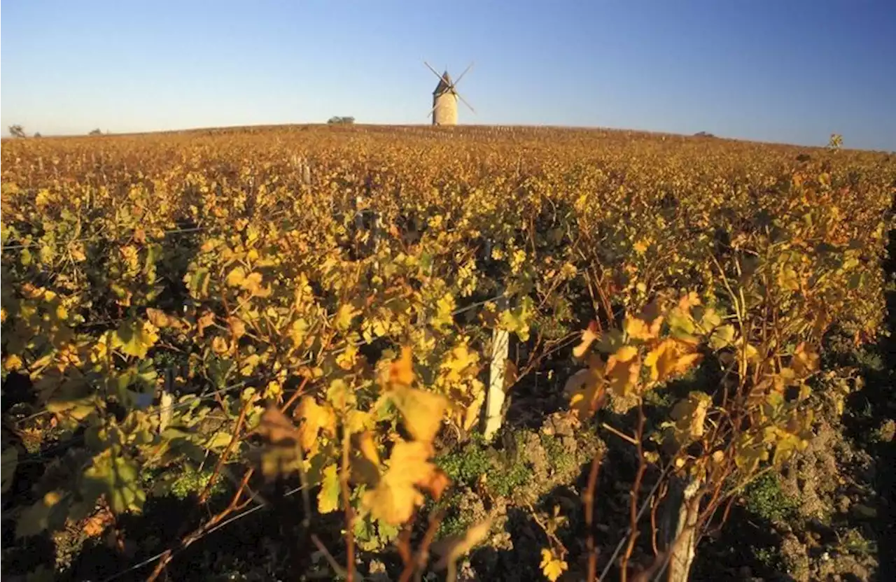 Château Tour Haut-Caussan : un bordeaux de vigneron aux racines de l'appellation vin du Médoc