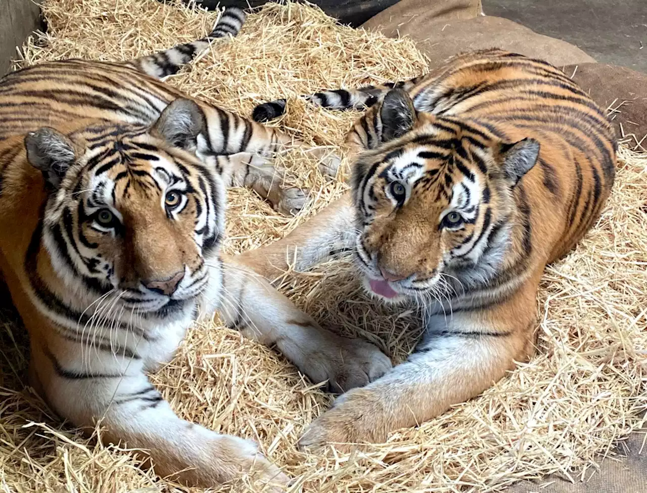 2 tigers recaptured after escaping Georgia safari park during tornado