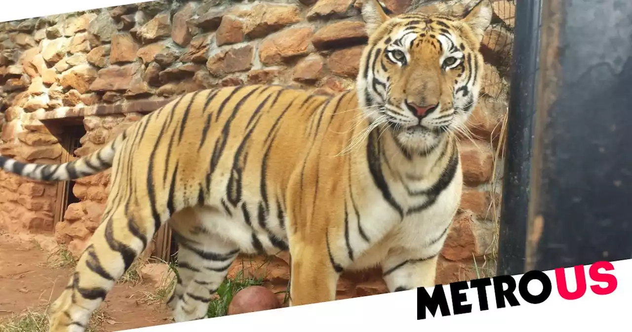 Tiger escapes from safari park after tornado damages enclosure