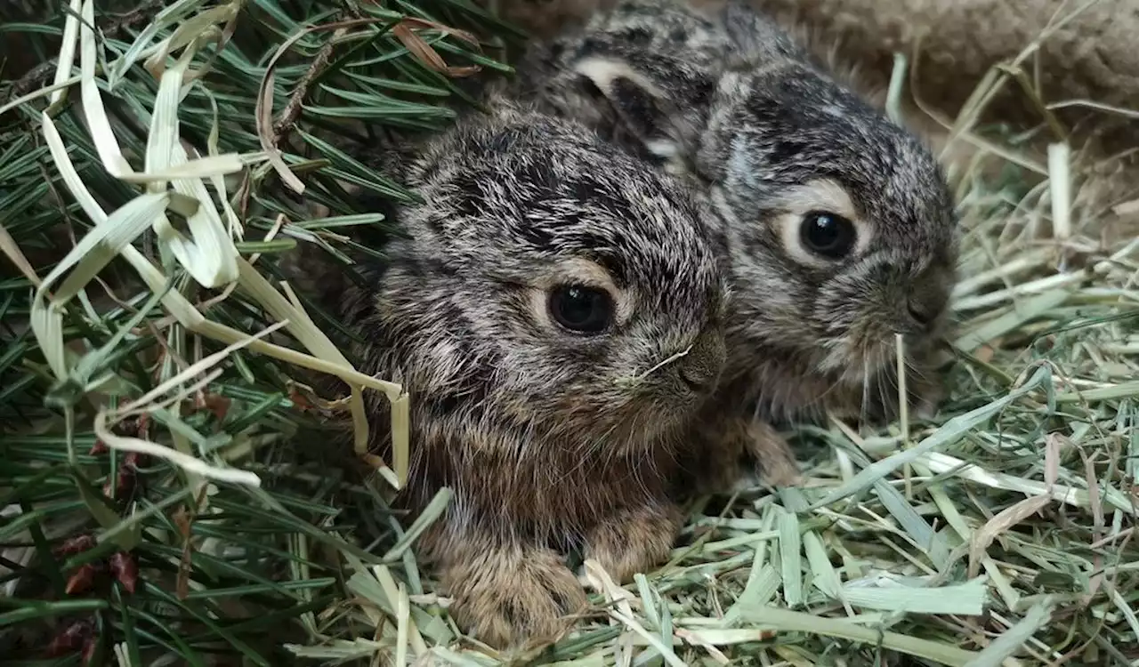 Hände weg vom kleinen Mümmelmann: Hasenbabys nicht immer in Not!