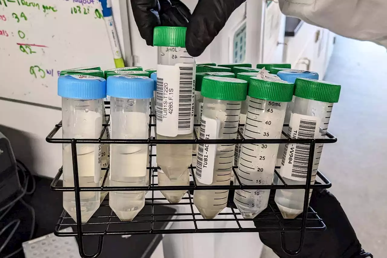 Inside the lab that looks for viruses in wastewater from US homes