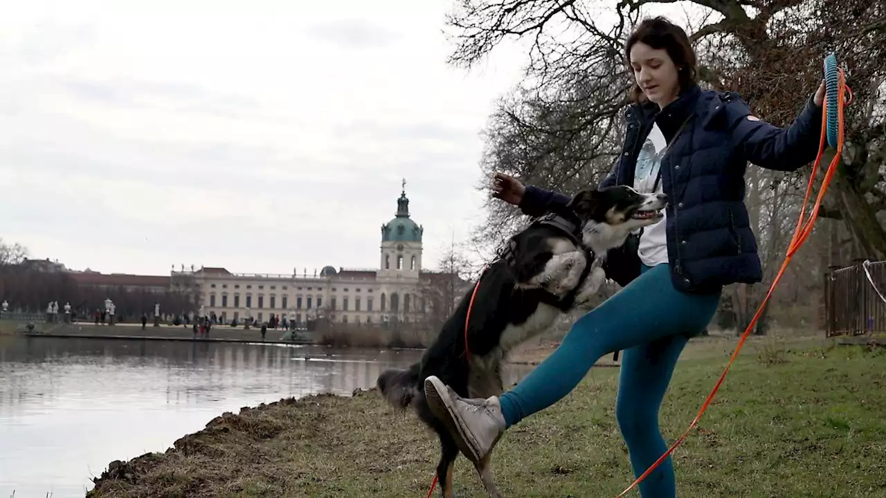 Wie ist es den Pandemie-Hunden ergangen?