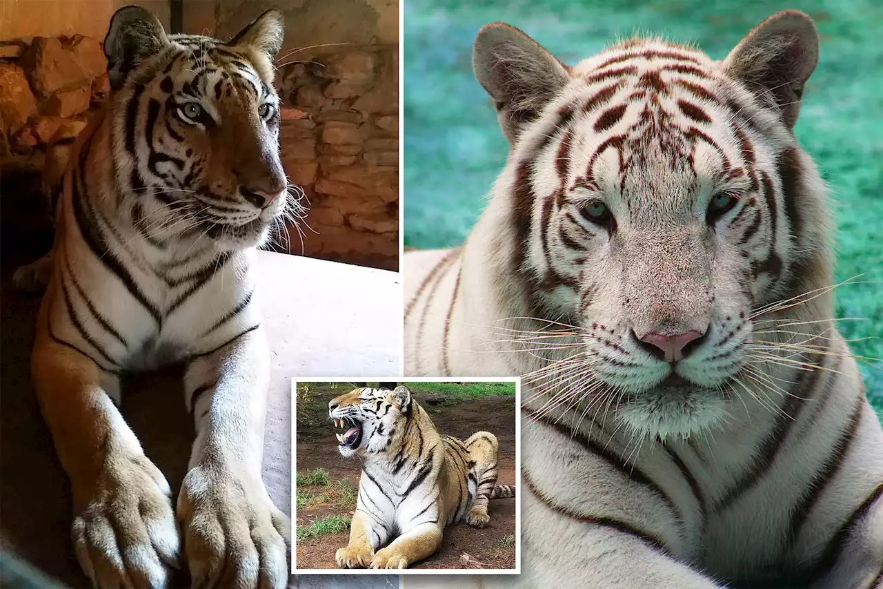 2 tigers back safe at Georgia safari after briefly escaping during tornado