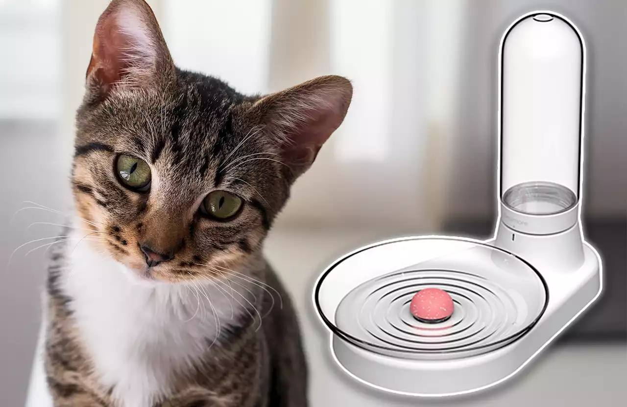 This $22 water fountain is purr-fect for your kitty