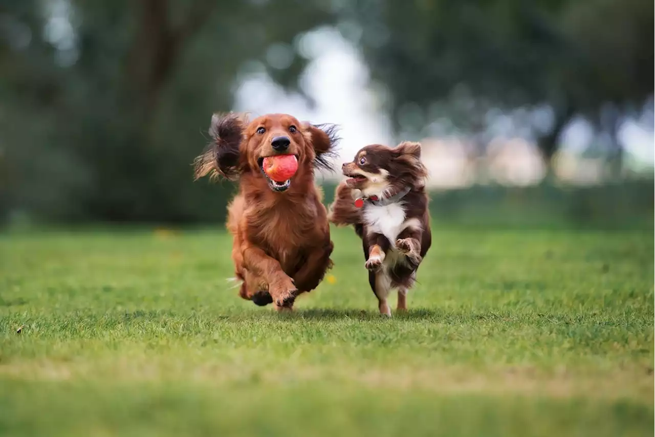 San Antonio, other Texas cities among the best for renters with pets