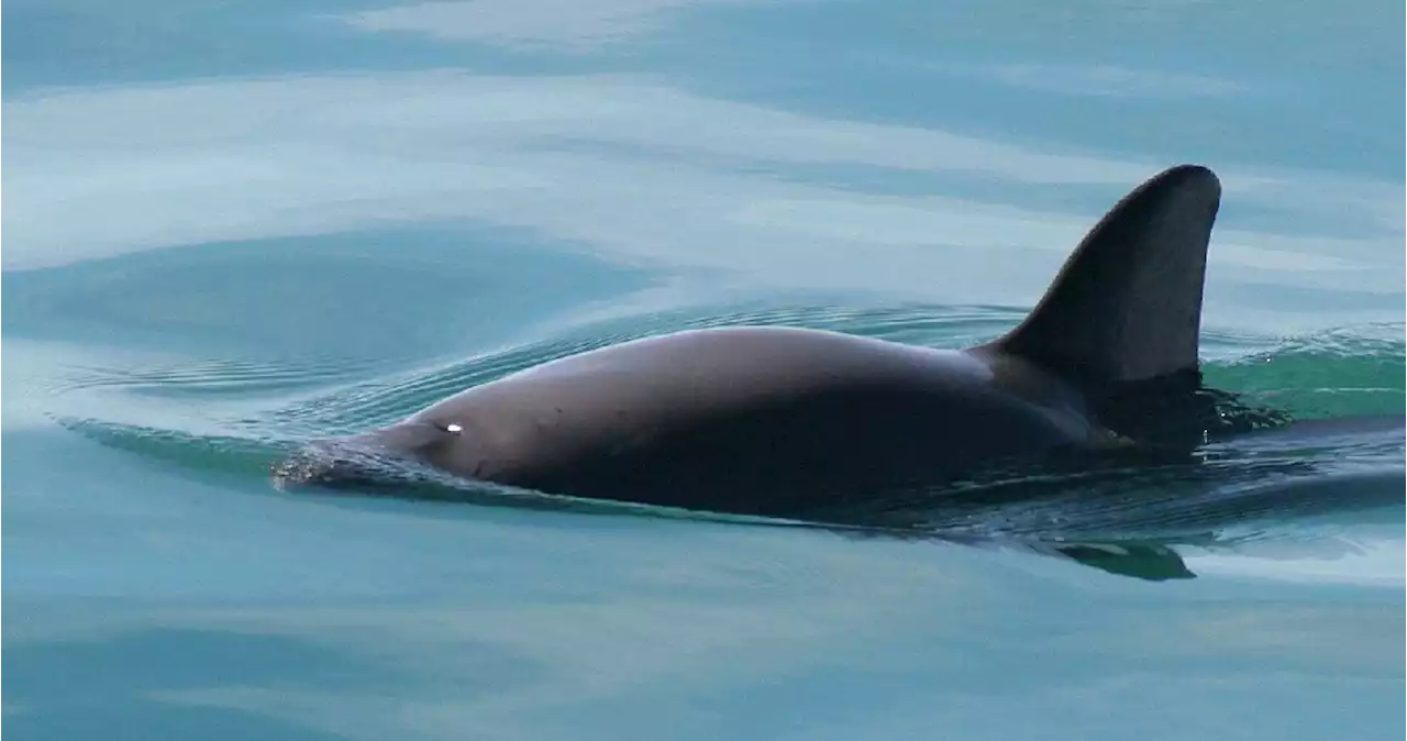 CITES sanciona a México por no proteger a vaquita marina; hay trato inequitativo: SRE