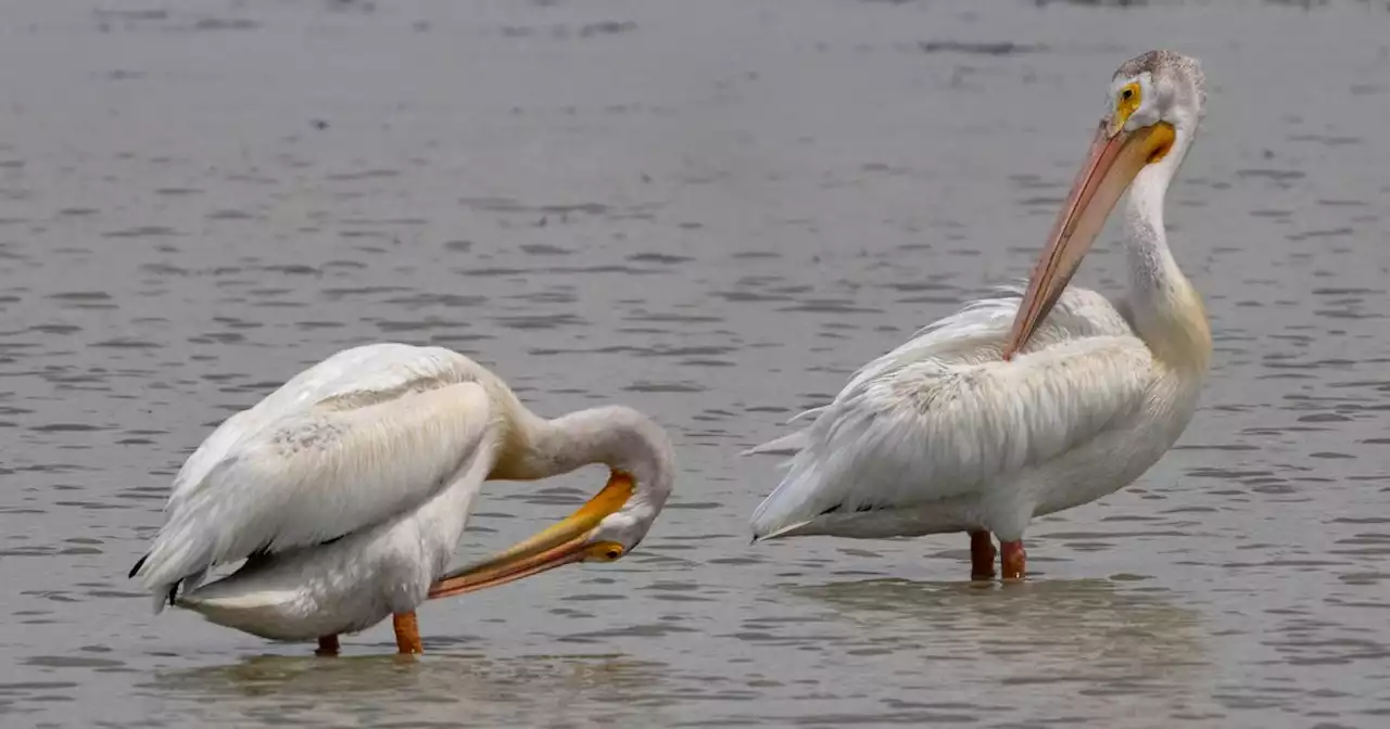 Terry Tempest Williams: I am haunted by what I have seen at Great Salt Lake