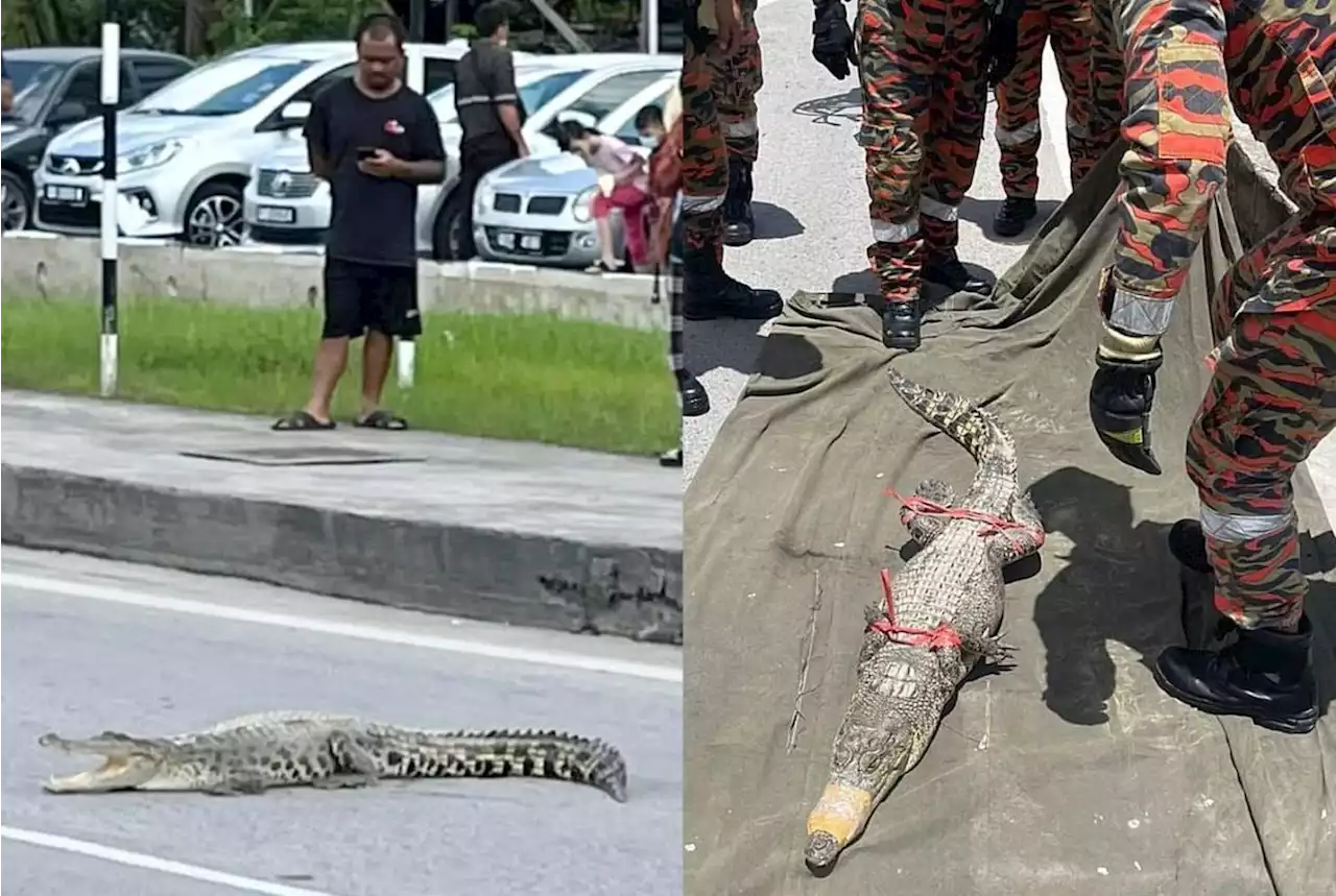 Croc caught at Sungai Merah bazaar in Sibu