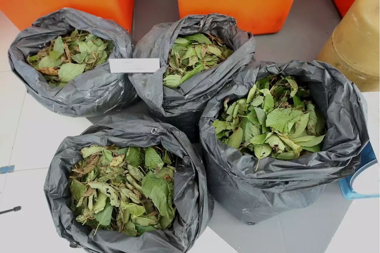 Man held for carrying 560kg of ketum leaves in Jeli