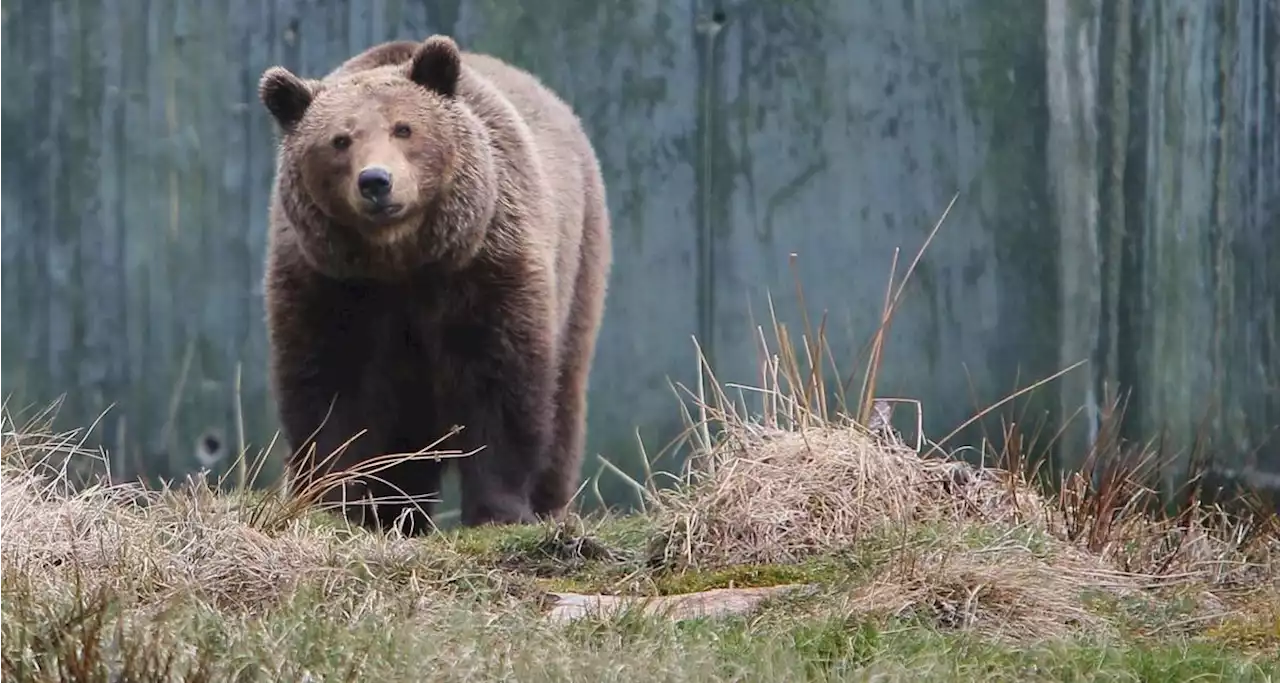 La saga de l’ours brun dans les Pyrénées