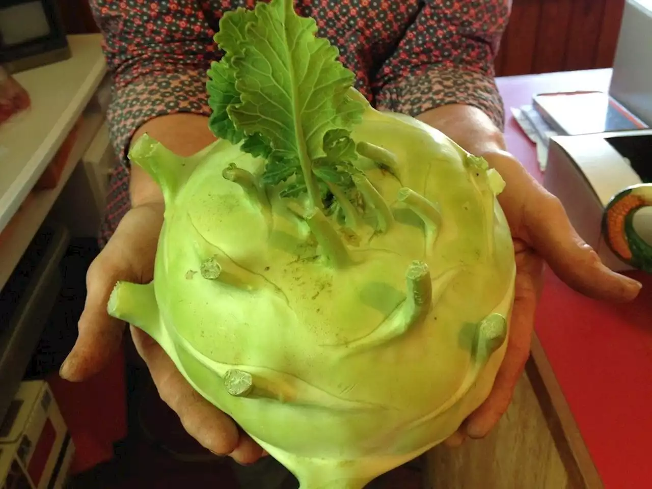 Kohlrabi is well-suited to growth in Saskatchewan's climate