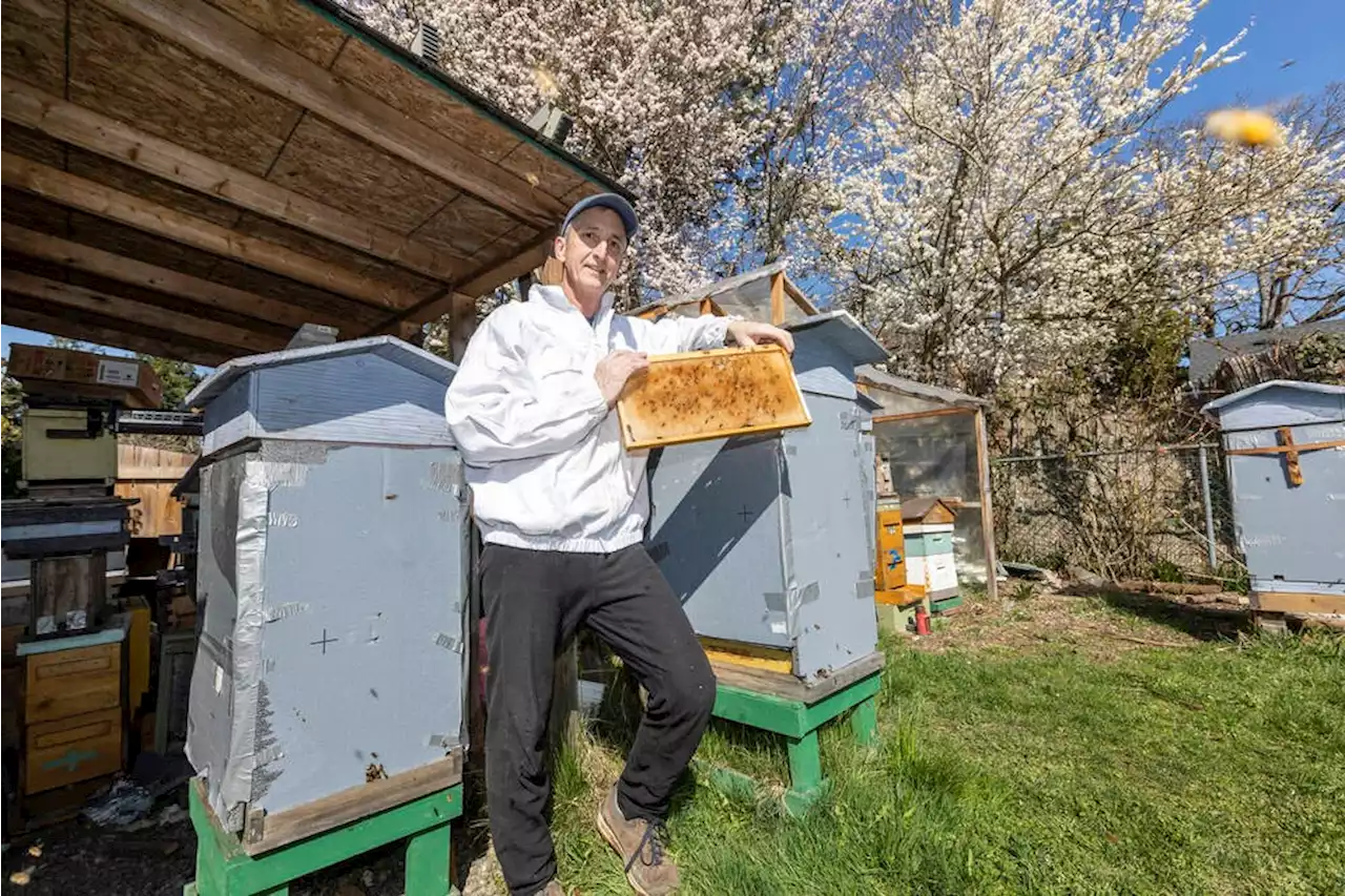 Island beekeepers stung by fear of imported bees