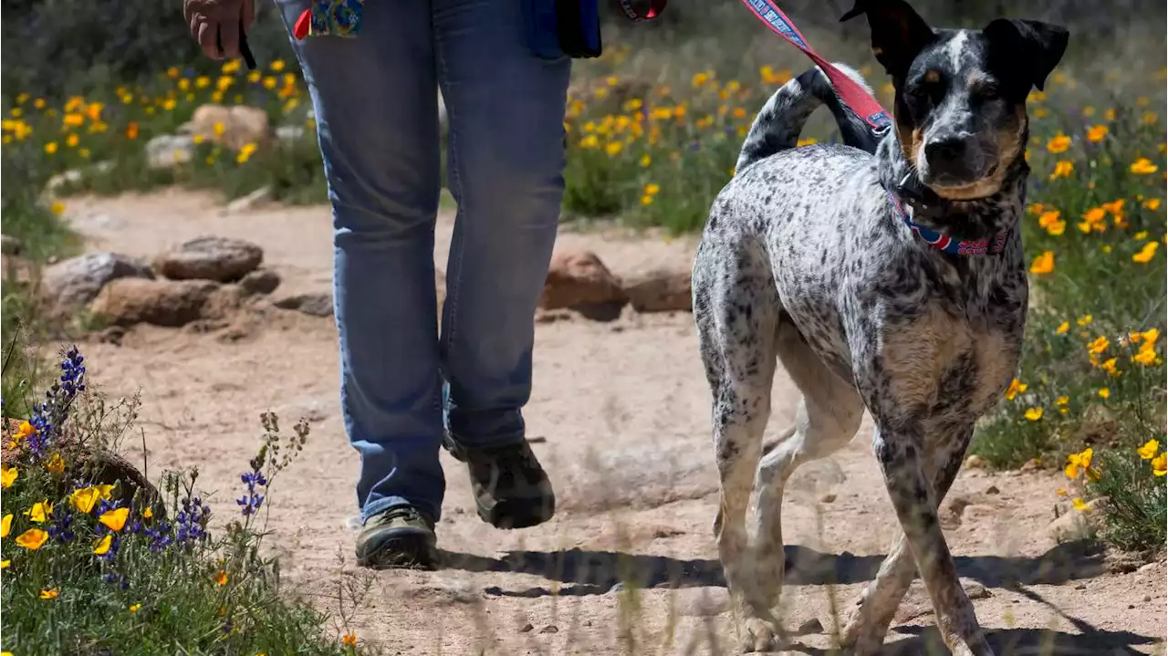 Subscribers can download our guide to dog-friendly spots in Tucson