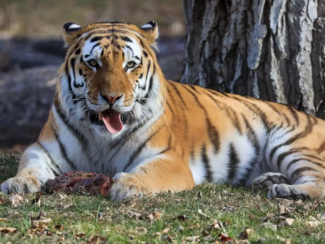 Two tigers were on the loose after a tornado damaged Georgia zoo