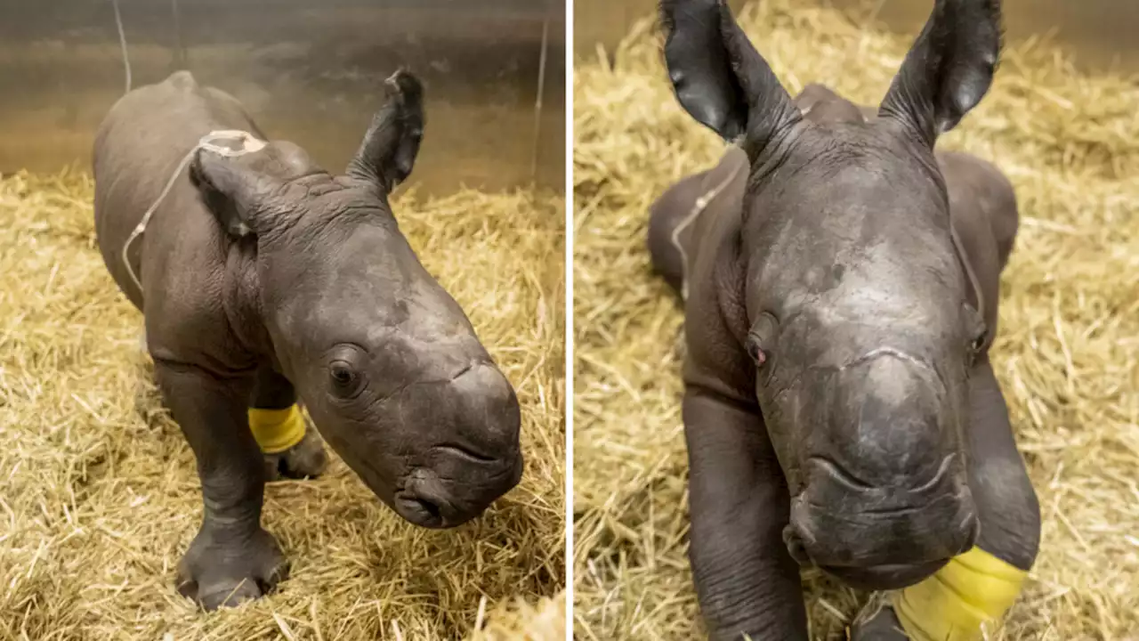 ‘Sadness’ as rhino calf dies at Australian zoo just a week after being born