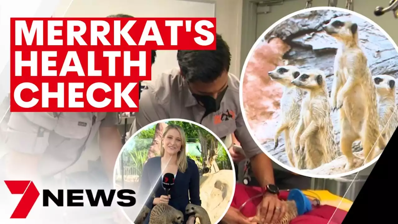 Meerkats at Sydney Zoo get a health check up | 7NEWS