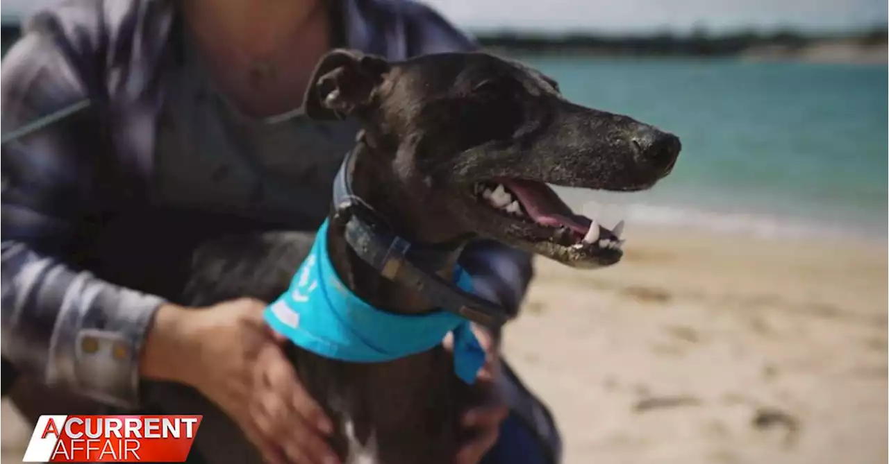 Young Aussie dog ticking off bucket list after cancer diagnosis