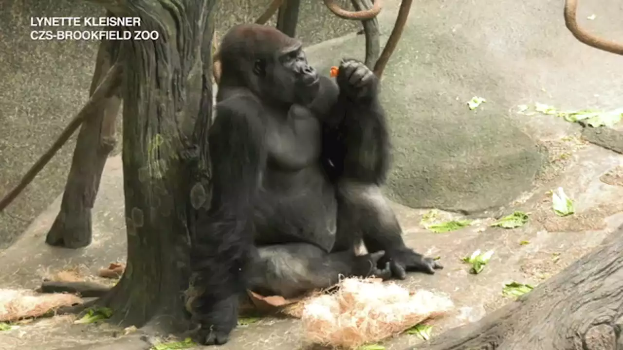 Brookfield Zoo visitors can now meet new silverback gorilla, Jontu