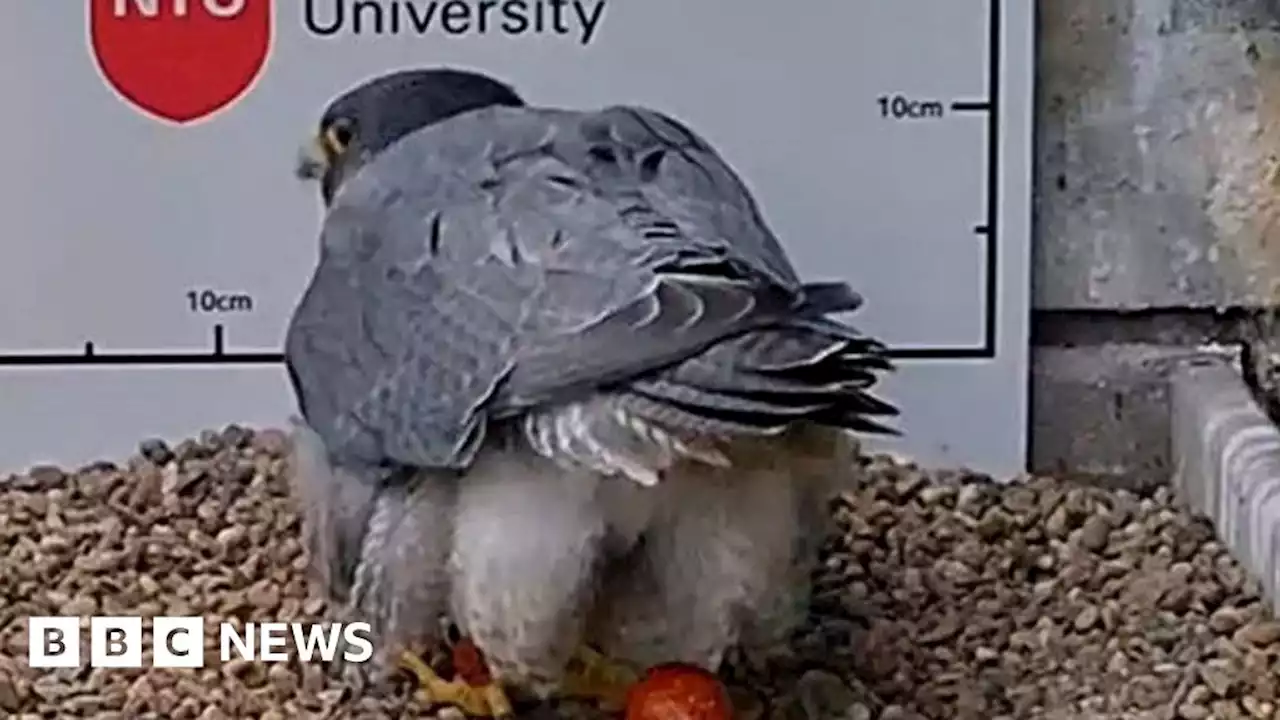 Nottingham Trent University peregrine lays first egg of season