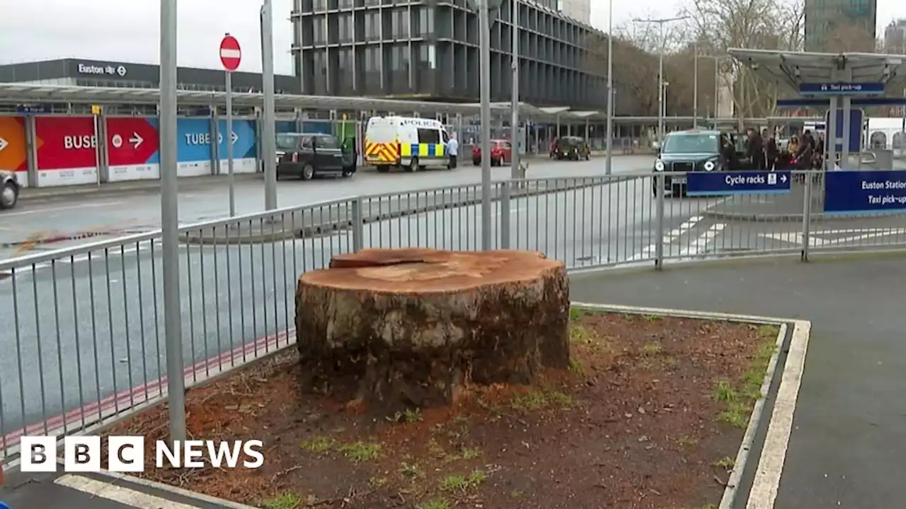 Trees in HS2 path felled despite Euston delay