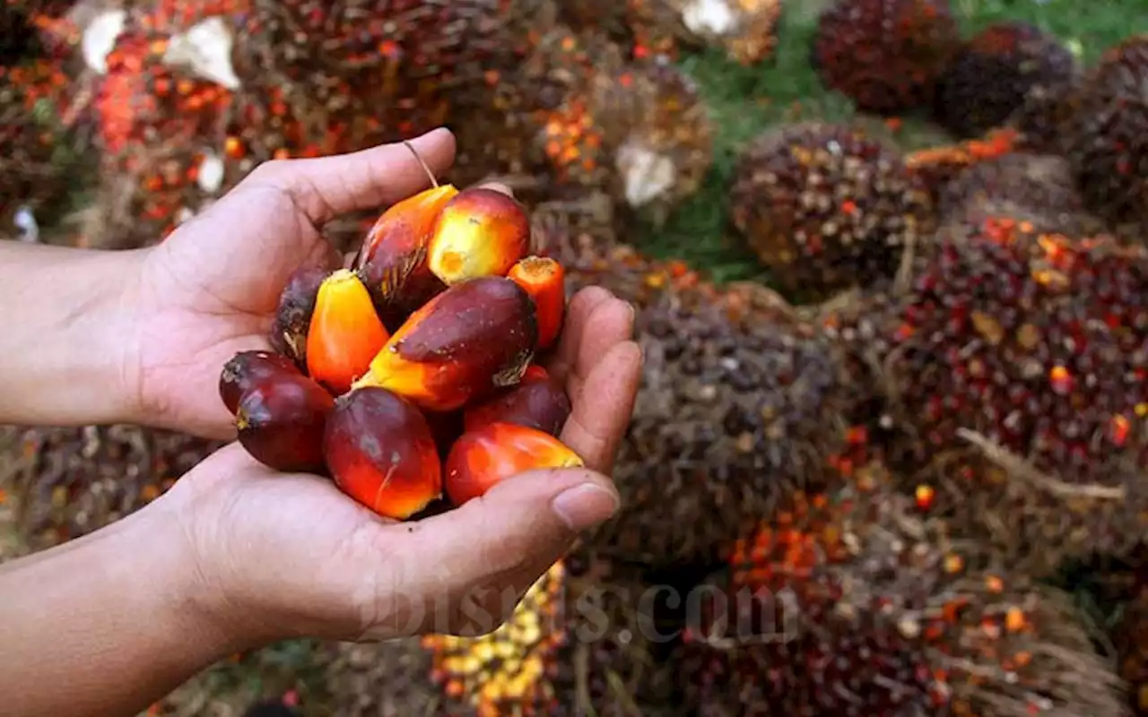 Tolak Aturan Deforestasi, Petani Sawit Akan Demo ke Kedutaan Uni Eropa