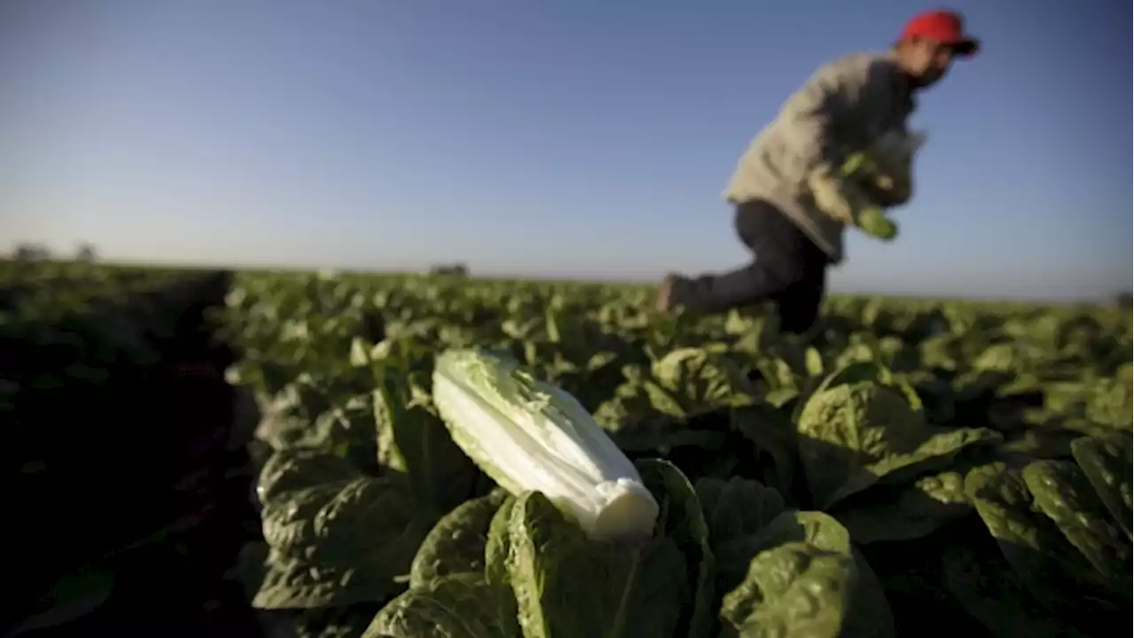 Lettuce prices likely to rise again amid California flooding, experts say - BNN Bloomberg