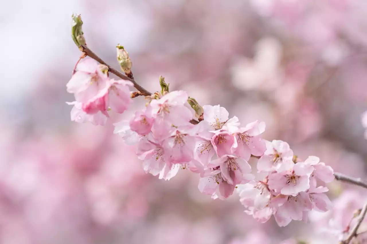 Revel in Japanese culture at O-Hanami Festival in Burnaby