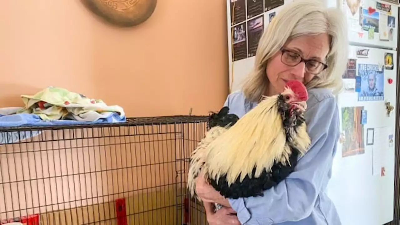 Sanctuary owner helps 'Roy' the frostbitten rooster get back on his feet | CBC News