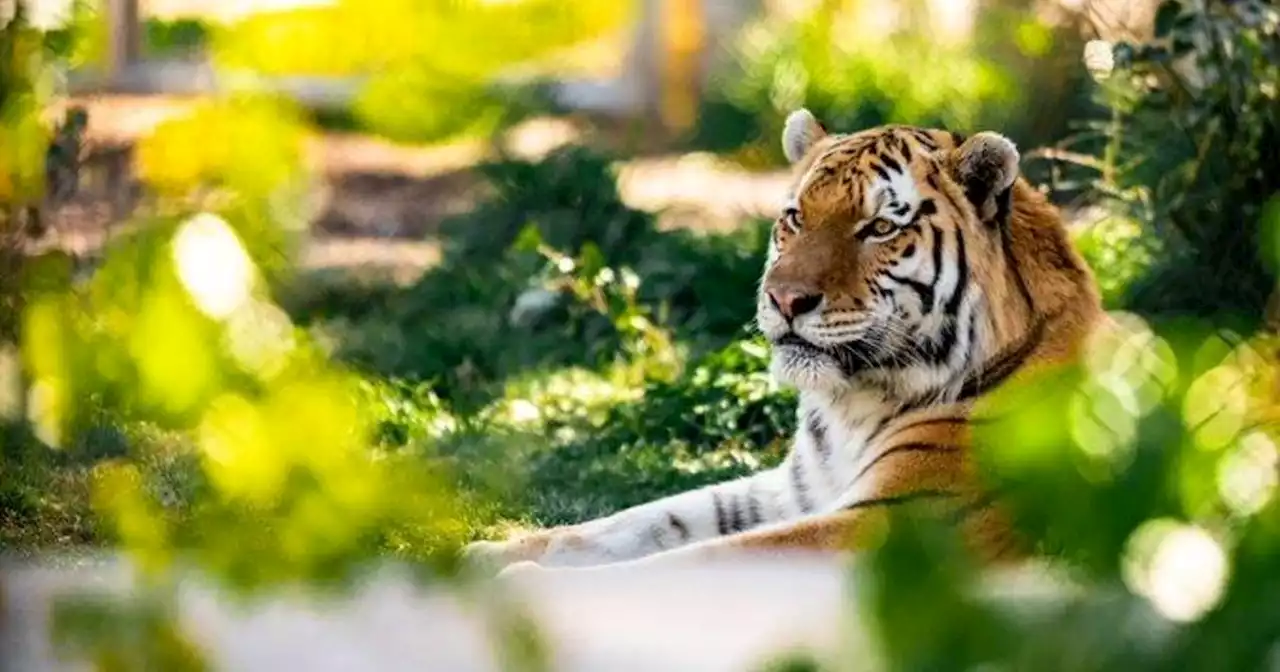 2 tigers recovered at Georgia zoo after enclosures breached by tornado