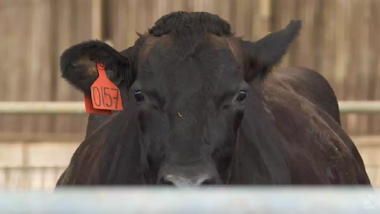 Malaysia aims for milk self-sufficiency by 2025, but more needs to be done to help farmers