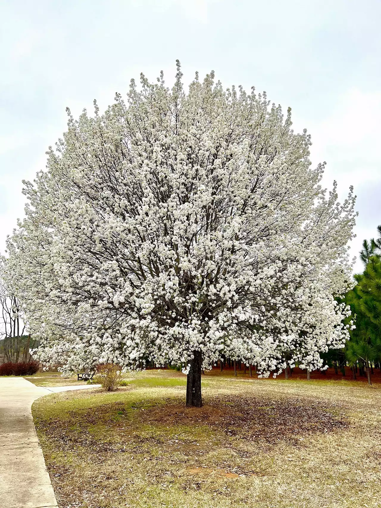 How to manage an invasive, former favorite tree