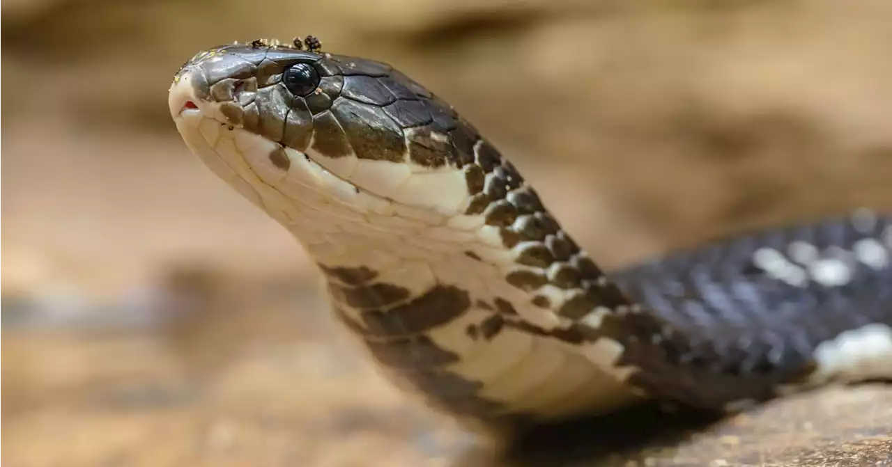 Pennsylvania man found dead in home with 60 venomous snakes, poisonous lizard, small crocodile