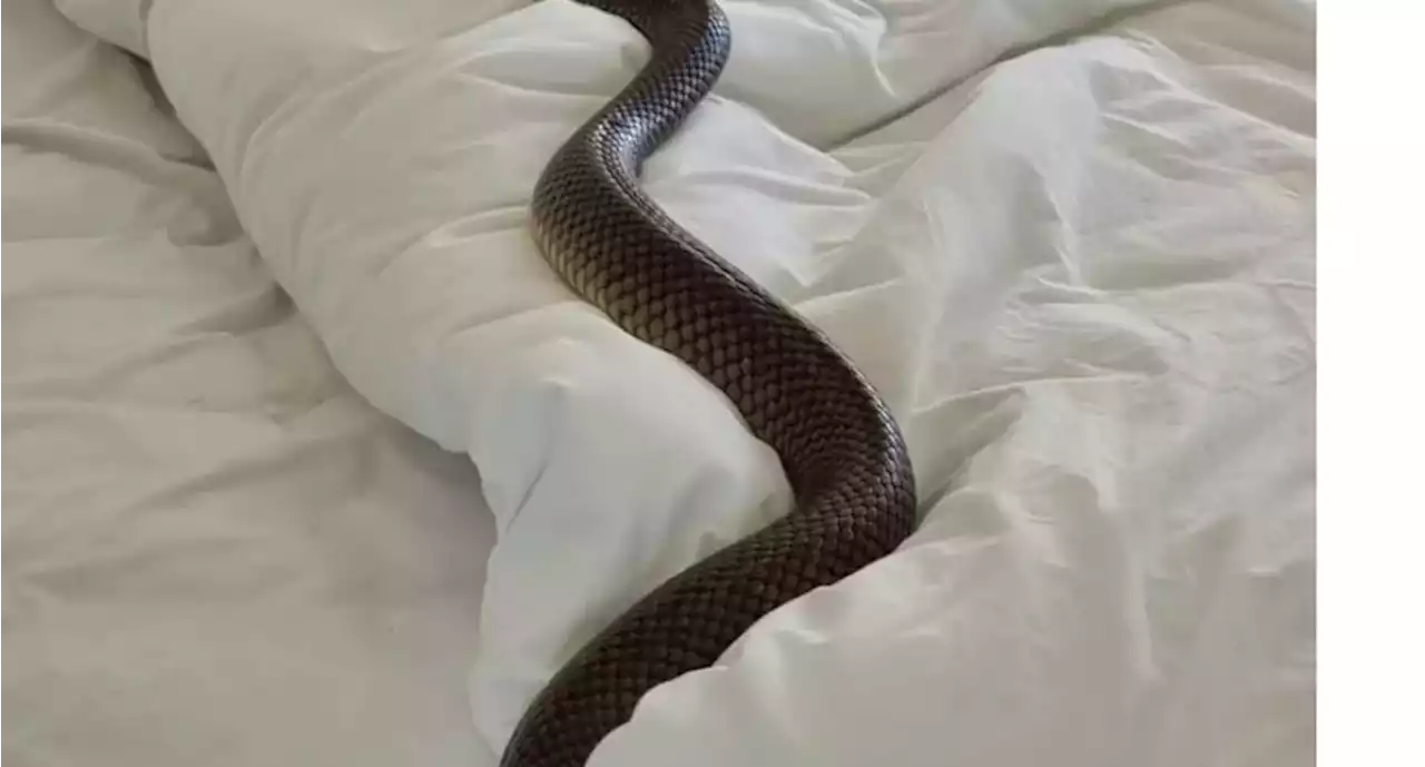 Encontró una serpiente de dos metros en su cama y se llevó el susto de su vida: “Nunca más volveré a dormir”