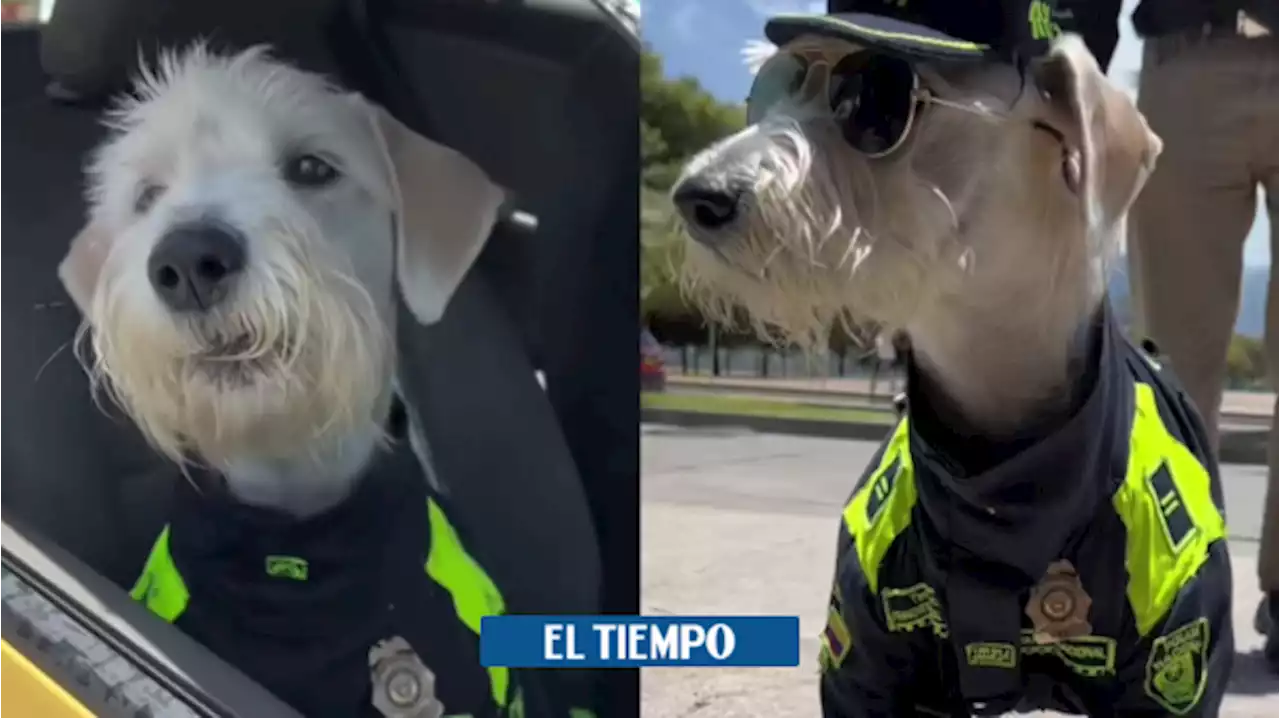 Conozca a 'Teniente', la mascota de la Policía que se roba el show en redes