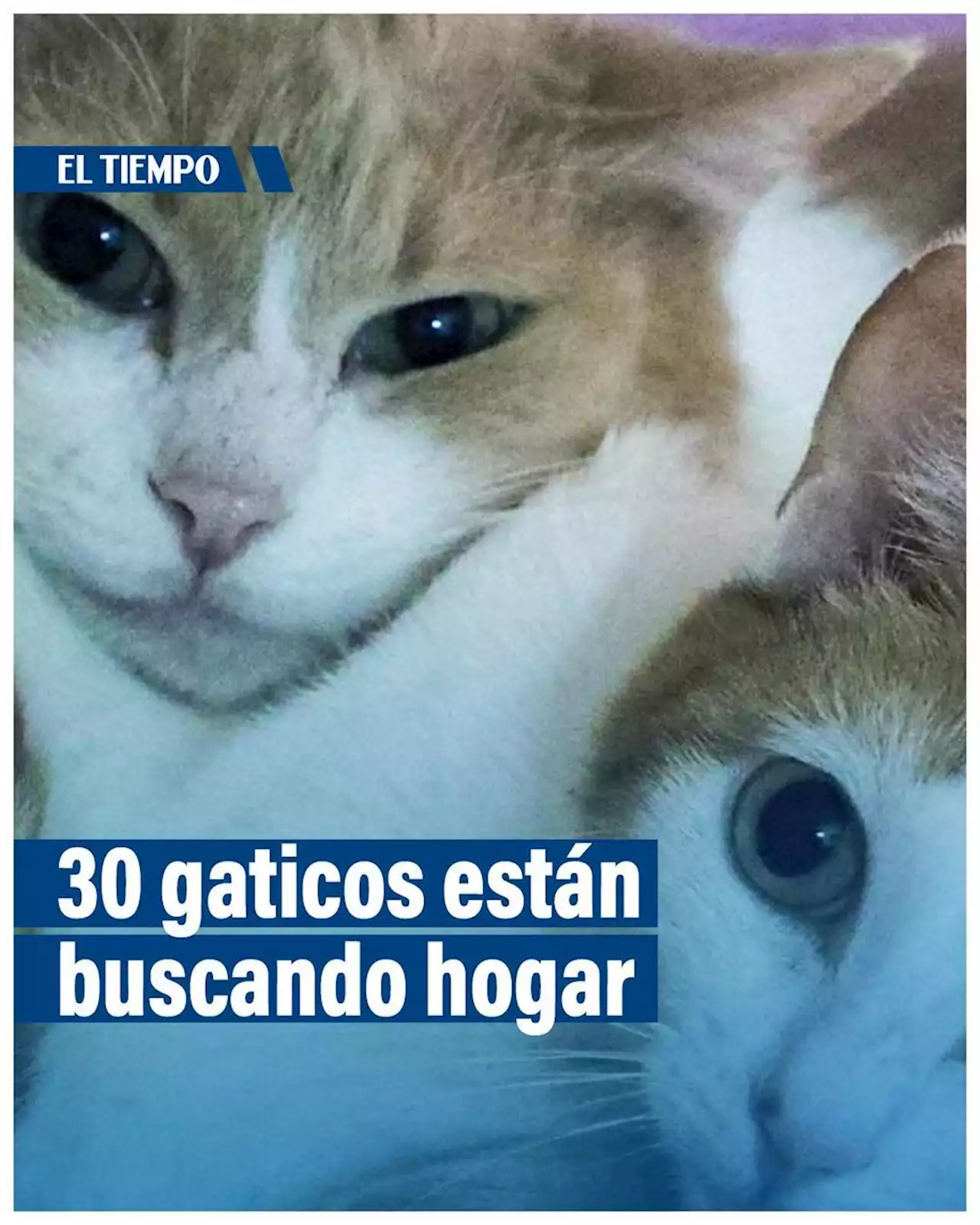 30 gaticos están buscando hogar; conozca cómo puede adoptarlos