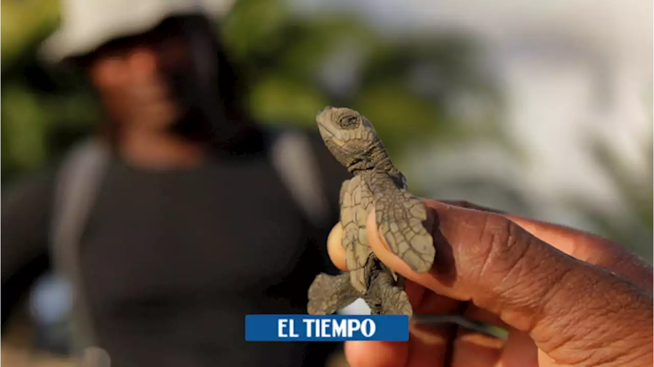 Policía incauta 296 tortugas destinadas a sacrificio en Semana Santa