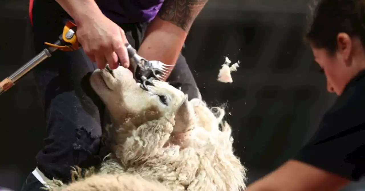 New Zealand wool handling ace is a G.O.A.T. among sheep